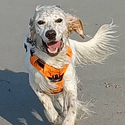Gabin a rejoint le concours — aidez-le/la à gagner de superbes lots ! dog, running, beach, sand, orange_harness, happy, outdoor, pet, animal, playful, motion, sunlight, canine, energetic, smiling, fur, tail, ears, daytime, nature