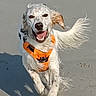 dog, running, beach, sand, orange_harness, happy, outdoor, pet, animal, playful, motion, sunlight, canine, energetic, smiling, fur, tail, ears, daytime, nature