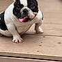 dog, french_bulldog, bulldog, pet, tongue_out, black_and_white, wooden_deck, paw, close_up, portrait, cute, ear, snout, nose, outdoors, sitting, canine, domestic_animal, playful, short_legs