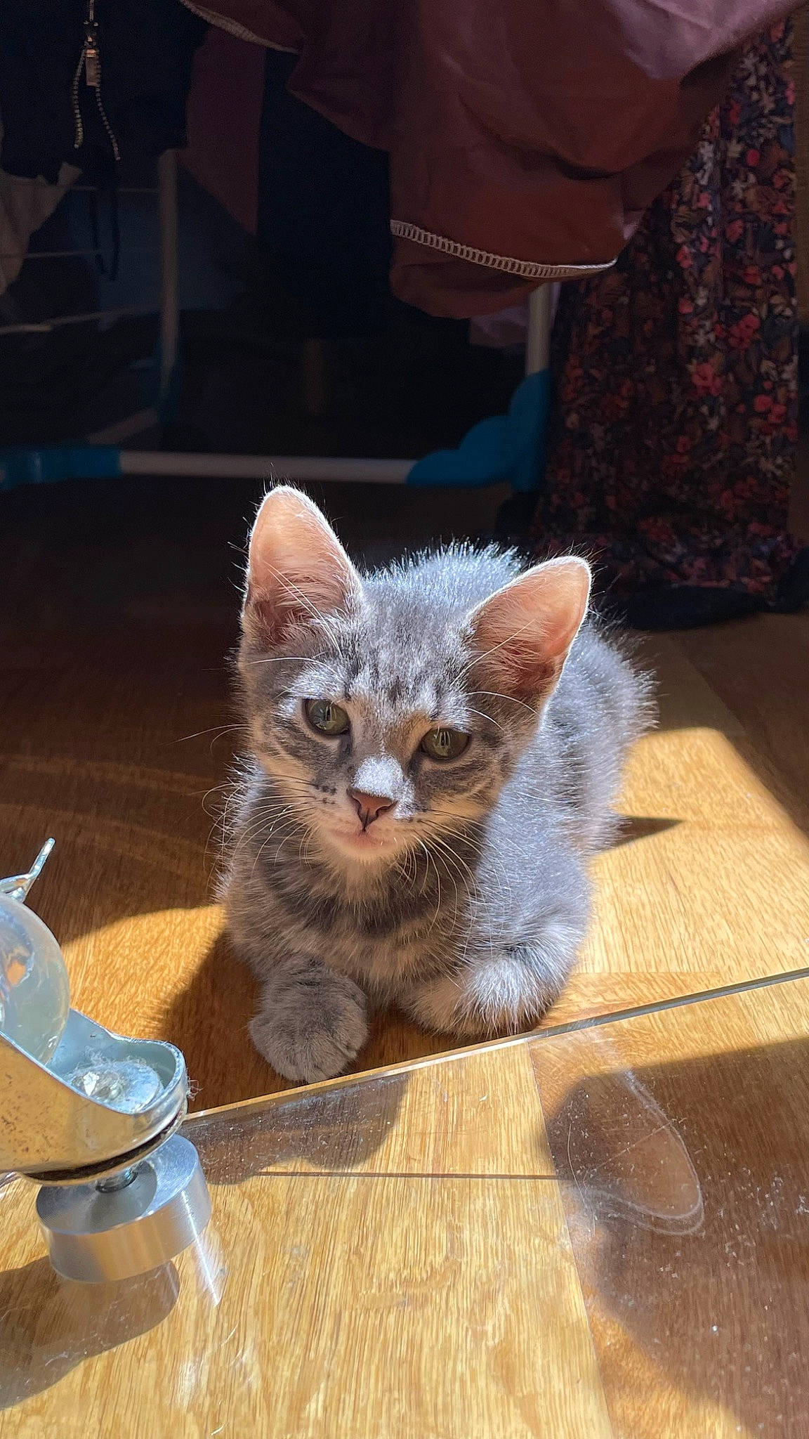 Tya participe au concours pour gagner de l'argent avec cette photo : carnivore, cat, cat_supply, domestic_short_haired_cat, fawn, felidae, floor, flooring, fur, grey, hardwood, paw, small_to_medium_sized_cats, snout, tail, terrestrial_animal, whiskers, window, wood, wood_stain