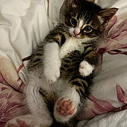 Tigger joined the competition — help win amazing prizes! kitten, cat, pet, animal, cute, paw, pink_paw, fur, bed, blanket, fluffy, tabby, white, striped, small, young, resting, indoors, curious, closeup