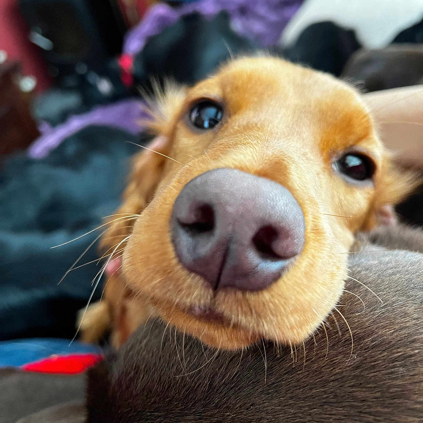 Daisy