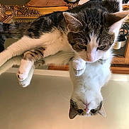 Pepper joined the competition — help win amazing prizes! cat, reflection, mirror, curious, feline, pet, indoor, wooden_frame, table, animal, domestic, cute, playful, white_and_gray, whiskers, paws, close_up, soft_light, home_interior, looking_down