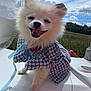 Yris participe au concours pour gagner de l'argent avec cette photo : dog, pomeranian, white_dog, pet, outdoor, blue_sky, clouds, happy, tongue_out, furry, small_dog, clothing, cute, smiling, sunlight, animal, canine, fur, fashion, nature