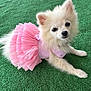 Yris a rejoint le concours — aidez-le/la à gagner de superbes lots ! dog, pomeranian, pink_dress, fluffy, pet, cute, animal, outdoor, green_turf, small_dog, costume, lying_down, adorable, fur, portrait, domestic_animal, pet_fashion, playful, friendly, companion