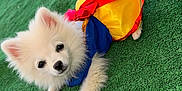 Yris participe au concours pour gagner de l'argent avec cette photo : dog, white_dog, fluffy, puppy, costume, dress, snow_white, outdoor, green_grass, artificial_turf, pet, cute, small_dog, fur, animal, lying_down, adorable, playful, portrait, looking_up