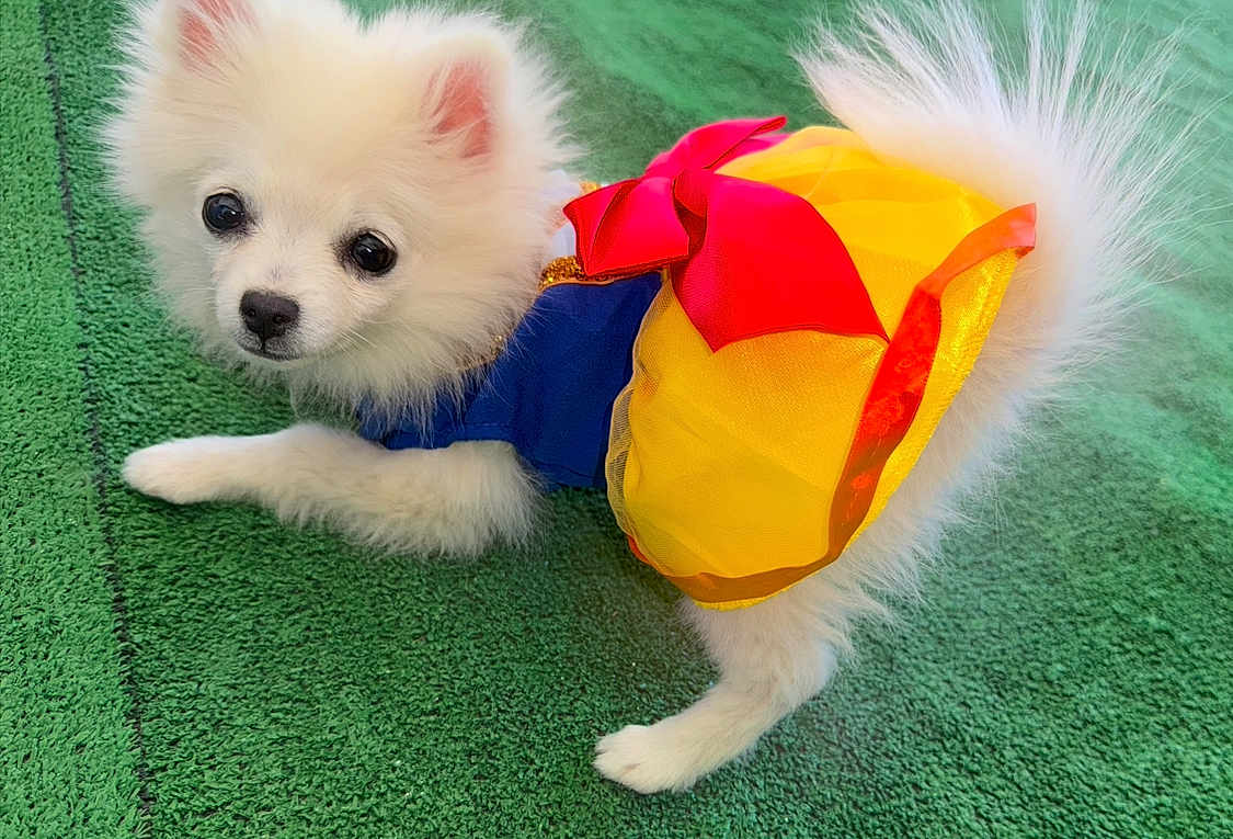 Yris a rejoint le concours — aidez-le/la à gagner de superbes lots ! dog, white_dog, pomeranian, costume, yellow_dress, red_bow, pet, cute, fluffy, fur, animal, lying_down, green_background, outdoor, small_dog, adorable, looking_up, playful, companion, domestic_animal