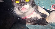 Stella is registered to the contest to win money with this photo: cat, tuxedo_cat, golden_eyes, pink_collar, couch, blue_couch, sunlight, shadow, pet, feline, whiskers, relaxing, indoor, close_up, animal, domestic_cat, fur, face, portrait, cute
