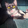 cat, tuxedo_cat, golden_eyes, pink_collar, couch, blue_couch, sunlight, shadow, pet, feline, whiskers, relaxing, indoor, close_up, animal, domestic_cat, fur, face, portrait, cute
