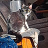 Stella is registered to the contest to win money with this photo: cat, tuxedo_cat, whiskers, furniture, blanket, towel, couch, living_room, wooden_surface, sunlight, indoor, pet, animal, fur, tail, relaxed, cozy, household, domestic, sitting