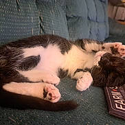 Stella joined the competition — help win amazing prizes! kitten, cat, sleeping, paw_pads, black_and_white, couch, indoor, cozy, relaxing, feline, pet, animal, cute, resting, fur, whiskers, soft, domestic, close_up, home