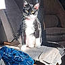 Stella joined the competition — help win amazing prizes! cat, tuxedo_cat, indoor, blanket, couch, furniture, sunlight, yellow_eyes, pet, domestic_animal, whiskers, curious, cozy, relaxing, home, animal, sitting, black_and_white, paw, warm_light