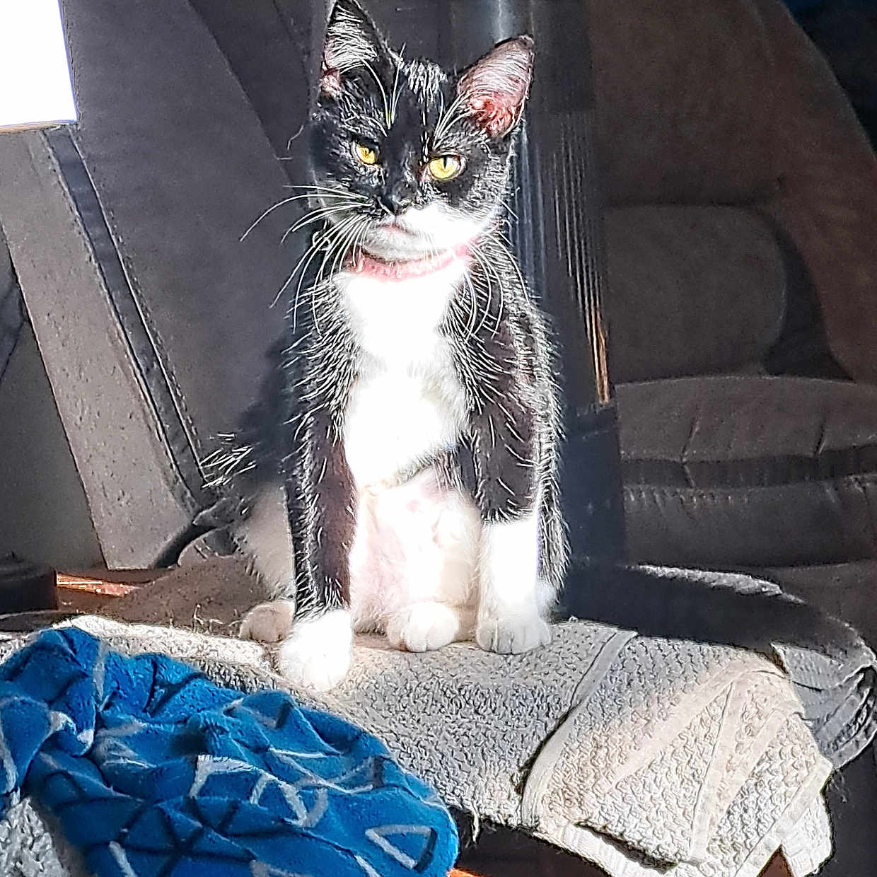 Stella