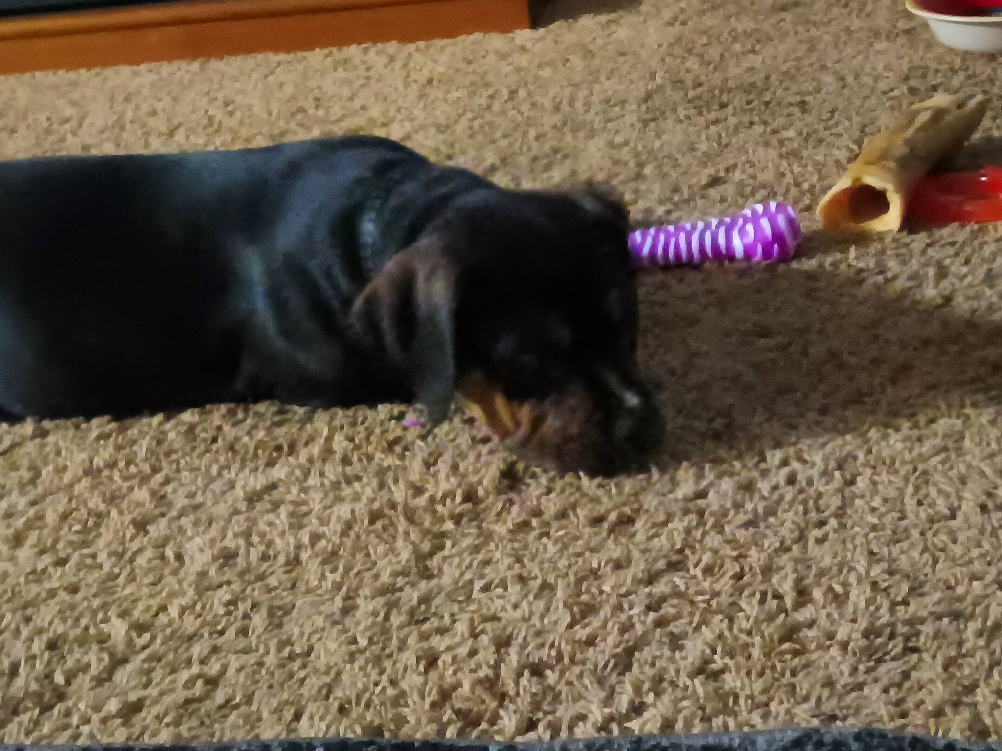 Savage is registered to the contest to win money with this photo: adhesive, canidae, carnivore, collar, comfort, companion_dog, couch, dog, dog_breed, fashion_accessory, fawn, flooring, fur, guard_dog, pet_supply, snout, sporting_group, tail, working_animal, working_dog