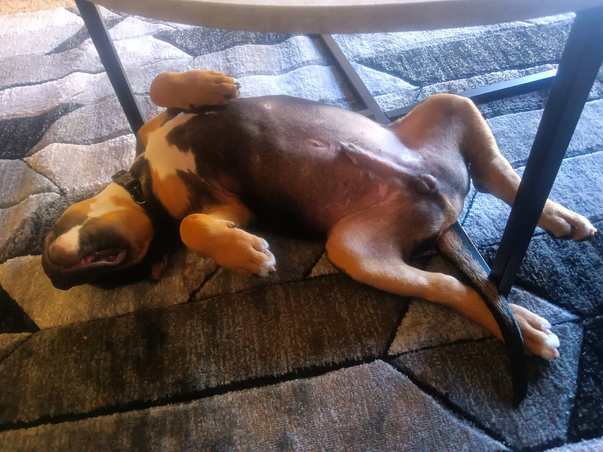 Savage is registered to the contest to win money with this photo: art, bronze, canidae, carnivore, comfort, companion_dog, dog, dog_breed, fawn, flooring, liver, metal, pet_supply, sculpture, snout, sporting_group, tail, terrestrial_animal, wood, working_animal