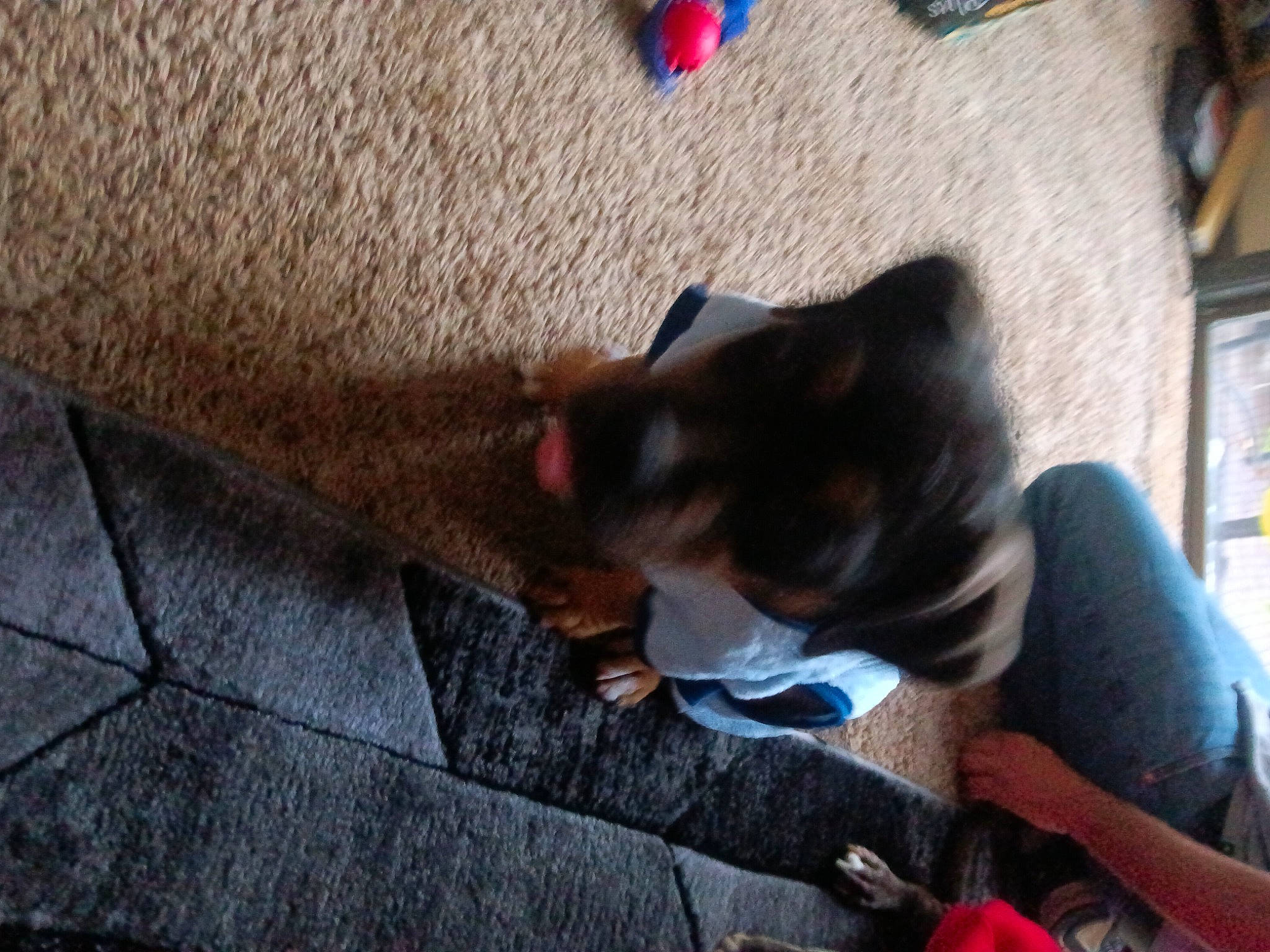 Savage is registered to the contest to win money with this photo: canidae, carnivore, comfort, companion_dog, dog, dog_breed, fawn, felidae, floor, flooring, fur, hardwood, human_leg, paw, small_to_medium_sized_cats, snout, sporting_group, tail, whiskers, wood