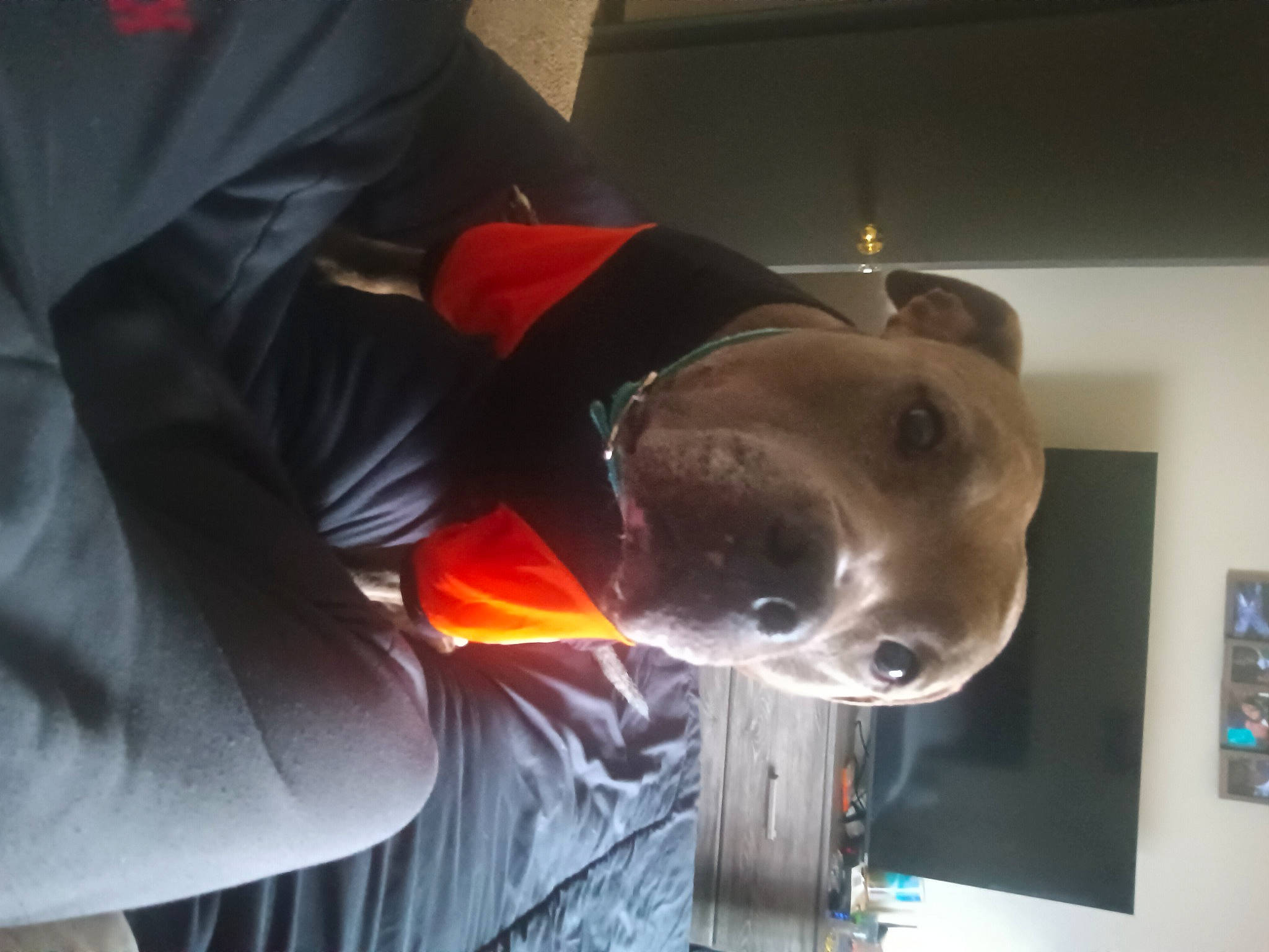 Athena is registered to the contest to win money with this photo: carnivore, dog, dog_breed, ear, fashion_accessory, hat, jaw, personal_protective_equipment, picture_frame, sleeve, snout, sporting_group