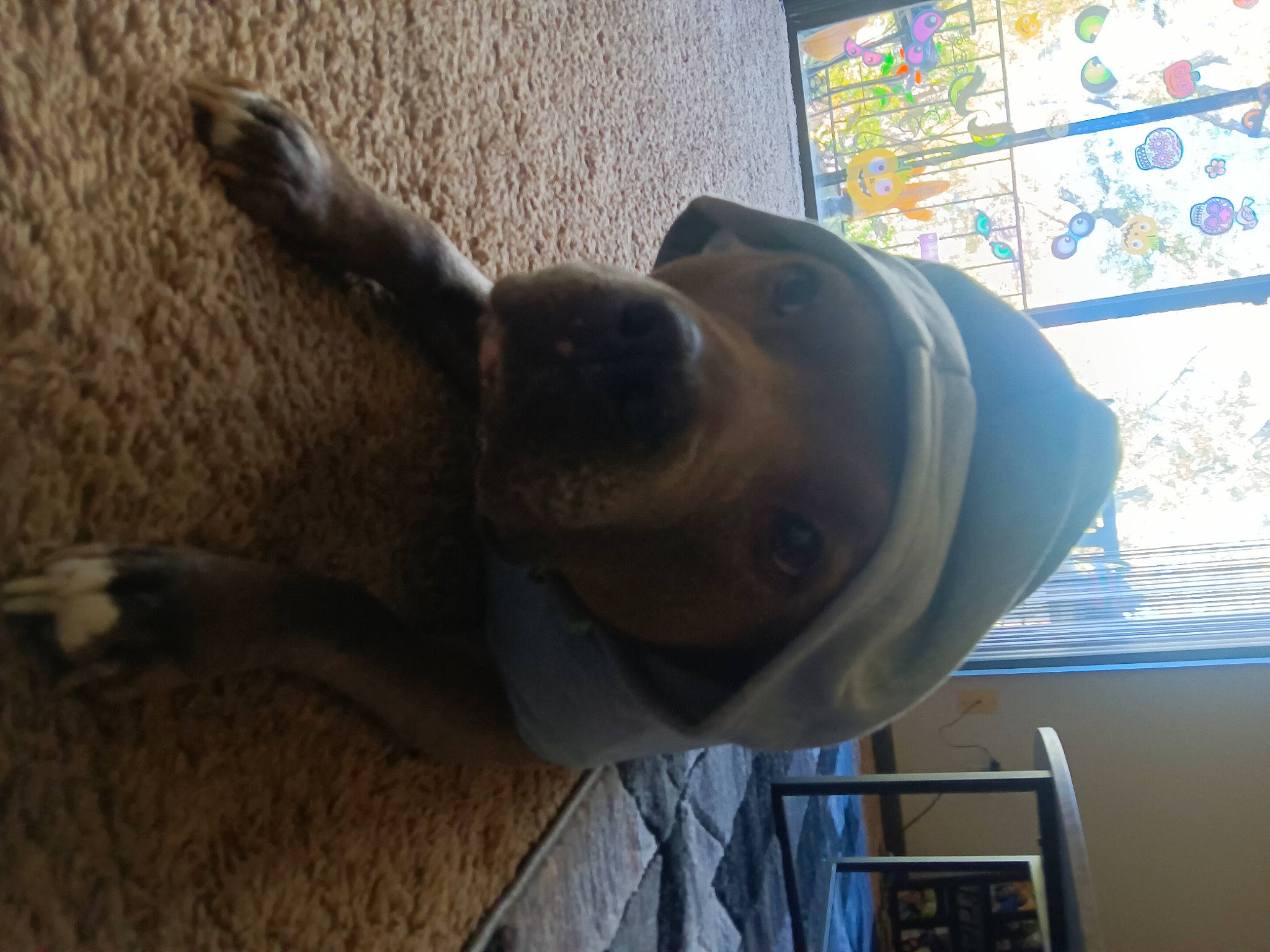 Athena joined the competition — help win amazing prizes! canidae, carnivore, companion_dog, dog, dog_breed, dog_collar, fawn, flooring, guard_dog, hardwood, liver, metal, pet_supply, shade, snout, sporting_group, tail, window, wood, working_animal