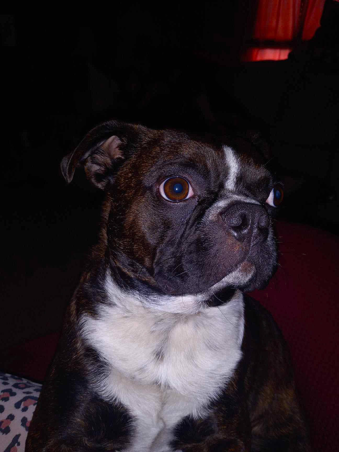 Bobo joined the competition — help win amazing prizes! bored, boston_terrier, bulldog, carnivore, club_chair, collar, companion_dog, dog, dog_breed, ear, fawn, fur, pug, snout, sporting_group, terrestrial_animal, toy_dog, whiskers, working_animal, wrinkle