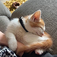 Peaches is registered to the contest to win money with this photo: kitten, cat, sleeping, couch, arm, indoor, cozy, furry, pet, relaxed, orange_and_white, collar, soft, carpet, toy, hand, furniture, resting, domestic, comfortable
