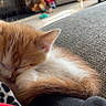 Peaches is registered to the contest to win money with this photo: kitten, cat, sleeping, orange_and_white, couch, blanket, cozy, indoor, pet, fur, cute, resting, hand, soft_light, living_room, toy, home, relaxation, animal, domestic
