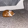 Peaches joined the competition — help win amazing prizes! kitten, cat, sleeping, orange, white, carpet, stair, home, indoor, cozy, nap, pet, small, fur, animal, quiet, corner, resting, cute, domestic