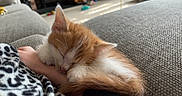 Peaches joined the competition — help win amazing prizes! kitten, cat, sleeping, orange_cat, white_cat, hand, couch, cozy, fur, pet, indoor, resting, cute, small, animal, feline, nap, soft, domestic, closeup