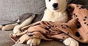 Diesel is registered to the contest to win money with this photo: husky, puppy, dog, blue_eyes, blanket, couch, gray_couch, cozy, indoor, pet, animal, fur, ears, paws, snug, resting, looking, young_dog, domestic_animal, home
