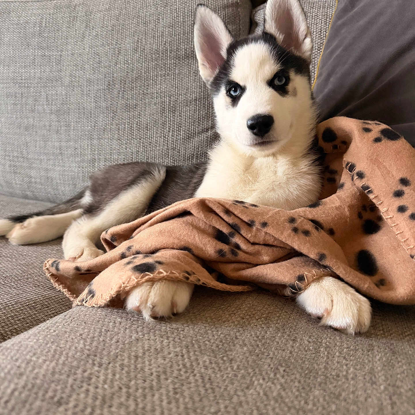Diesel