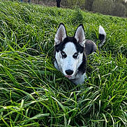 Diesel joined the competition — help win amazing prizes! husky, dog, blue_eyes, grass, greenery, field, outdoor, nature, pet, animal, canine, tongue, playful, curious, people, trees, daylight, standing, casual, background
