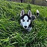 husky, dog, blue_eyes, grass, greenery, field, outdoor, nature, pet, animal, canine, tongue, playful, curious, people, trees, daylight, standing, casual, background