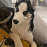 dog, puppy, husky, couch, pillow, bee_design, indoor, pet, fur, ears, eyes, paw, resting, cozy, sofa, blanket, home, comfort, animal, cute