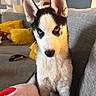 dog, husky, puppy, blue_eyes, ears, close_up, couch, sofa, pillows, yellow_pillow, indoor, home, pet, fur, face, animal, sitting, wallpaper, geometric_pattern, cozy