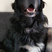 Marley a rejoint le concours — aidez-le/la à gagner de superbes lots ! dog, black_dog, white_fur, pet, canine, sitting, couch, indoor, fur, animal, domestic_animal, open_mouth, teeth, ears, tail, snout, black_fur, portrait, companion, furry