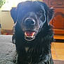 Marley participe au concours pour gagner de l'argent avec cette photo : dog, black_dog, pet, smiling, indoor, cushion, furniture, wooden_cabinet, carpet, window, home, animal, canine, tongue, happy, fur, face, ears, nose, mouth