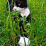 Pepito participe au concours pour gagner de l'argent avec cette photo : animal, cat, countryside, field, grass, grassland, green, herbal, herbs, kitten, lawn, manx, meadow, nature, outdoors, pet, plant, rat, rodent, rural