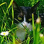 Pepito a rejoint le concours — aidez-le/la à gagner de superbes lots ! anemone, animal, cat, daisy, field, flower, grass, grassland, green, herbal, herbs, lawn, leaf, manx, nature, outdoors, pet, petal, plant, vegetation