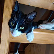 Pepito a rejoint le concours — aidez-le/la à gagner de superbes lots ! abyssinian, animal, blackcat, cabinet, cat, closet, cupboard, drawer, egyptiancat, furniture, hardwood, indoors, interiordesign, kitten, manx, pet, plywood, shelf, stainedwood, wood