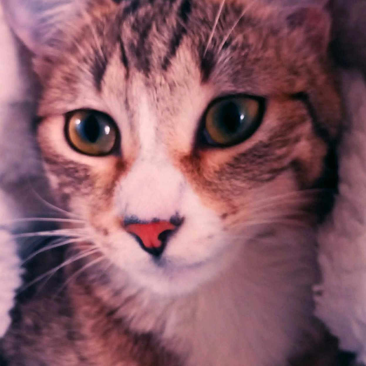 Wapi a rejoint le concours — aidez-le/la à gagner de superbes lots ! animal, blanket, cat, close_up, cozy, curious, cute, ears, eyes, feline, fur, indoor, mammal, nose, pet, portrait, sleepy, soft, tabby_cat, whiskers