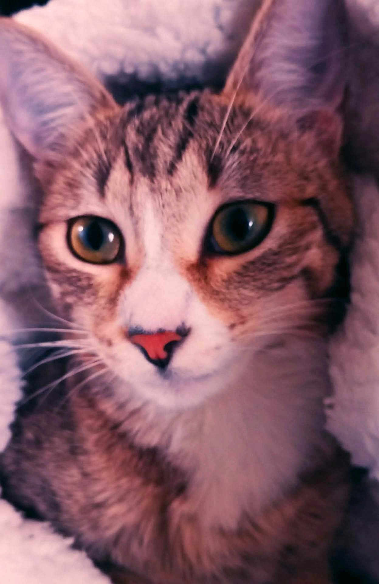 Wapi a rejoint le concours — aidez-le/la à gagner de superbes lots ! cat, tabby_cat, close_up, whiskers, ears, eyes, nose, fur, pet, animal, cozy, blanket, soft, cute, indoor, feline, portrait, mammal, sleepy, curious