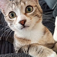 Wapi a rejoint le concours — aidez-le/la à gagner de superbes lots ! cat, close_up, curious, wide_eyes, whiskers, paw, feline, tabby, pet, indoor, couch, fur, nose, ears, animal, mammal, face, texture, relaxed, home