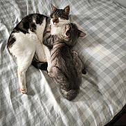 Kiara participe au concours pour gagner de l'argent avec cette photo : cat, bed, blanket, cuddling, sleeping, feline, pet, animal, striped, white, gray, tabby, fur, indoors, cozy, resting, comfort, cute, domestic, relaxed
