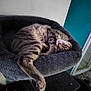 Kiara a rejoint le concours — aidez-le/la à gagner de superbes lots ! cat, tabby_cat, sleeping, cat_bed, cat_tree, feline, pet, indoor, cozy, resting, fur, paw, whiskers, curled_up, domestic_animal, animal, soft, bed, quiet, relaxation