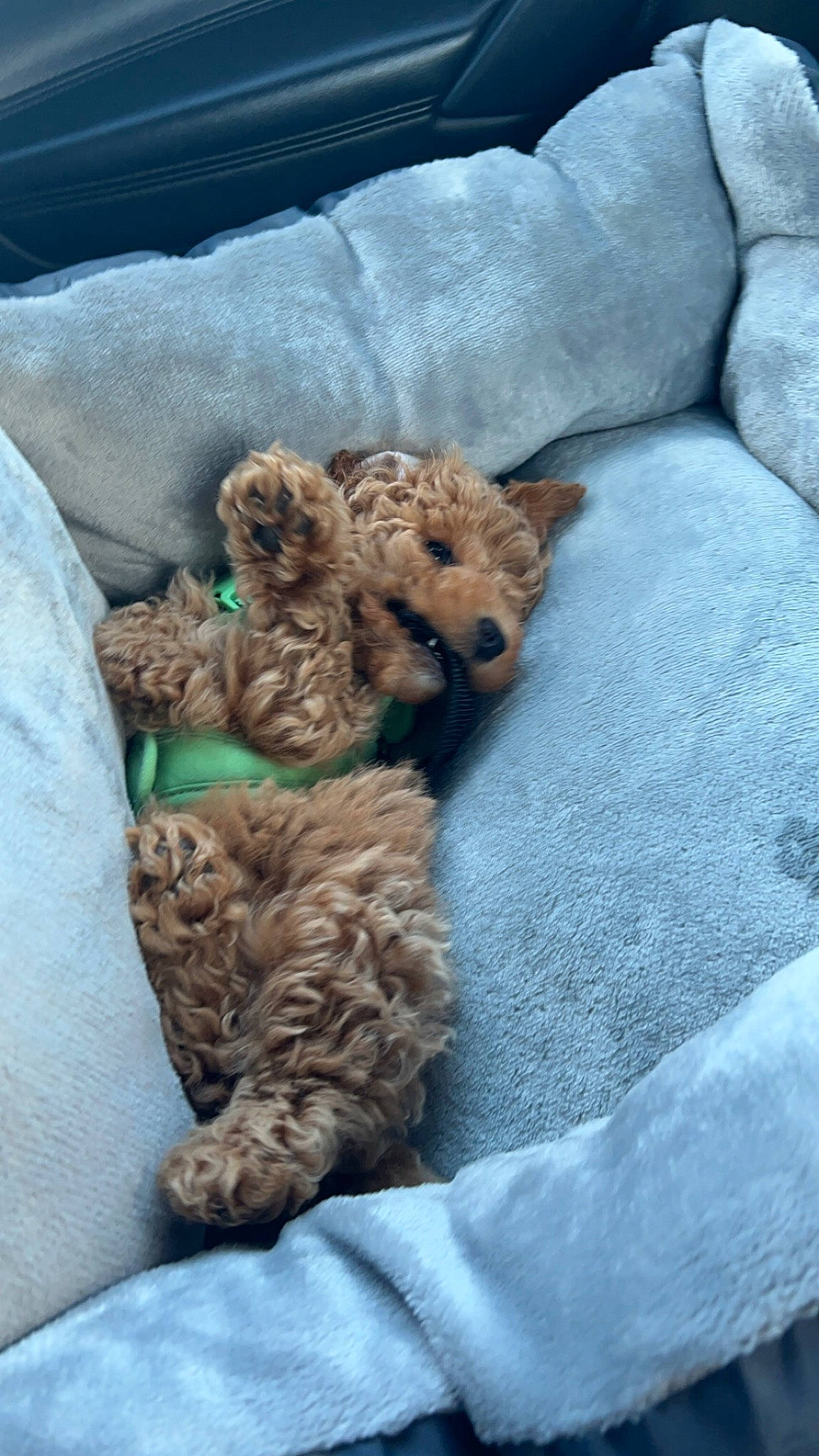 Louie joined the competition — help win amazing prizes! canidae, carnivore, claw, comfort, companion_dog, dog, dog_breed, fawn, felidae, fur, liver, small_to_medium_sized_cats, sporting_group, tail, terrestrial_animal, terrier, toy, toy_dog, water_dog, whiskers