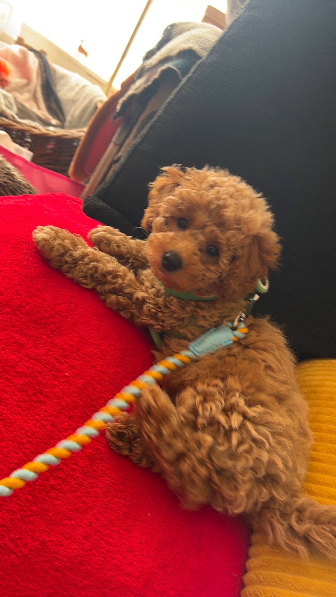 Louie is registered to the contest to win money with this photo: carnivore, companion_dog, dog, dog_breed, dog_collar, dog_supply, fawn, fur, labradoodle, pet_supply, poodle, poodle_crossbreed, sporting_group, stuffed_toy, sunglasses, terrier, toy, toy_dog, water_dog, working_animal