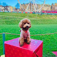 Louie is registered to the contest to win money with this photo: animal, brown_dog, building, canine, cute, daytime, dog, ferris_wheel, gift_box, grass, leisure, outdoor, park, pet, pink_hoodie, playful, poodle, red_box, sky, small_dog