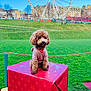 animal, brown_dog, building, canine, cute, daytime, dog, ferris_wheel, gift_box, grass, leisure, outdoor, park, pet, pink_hoodie, playful, poodle, red_box, sky, small_dog
