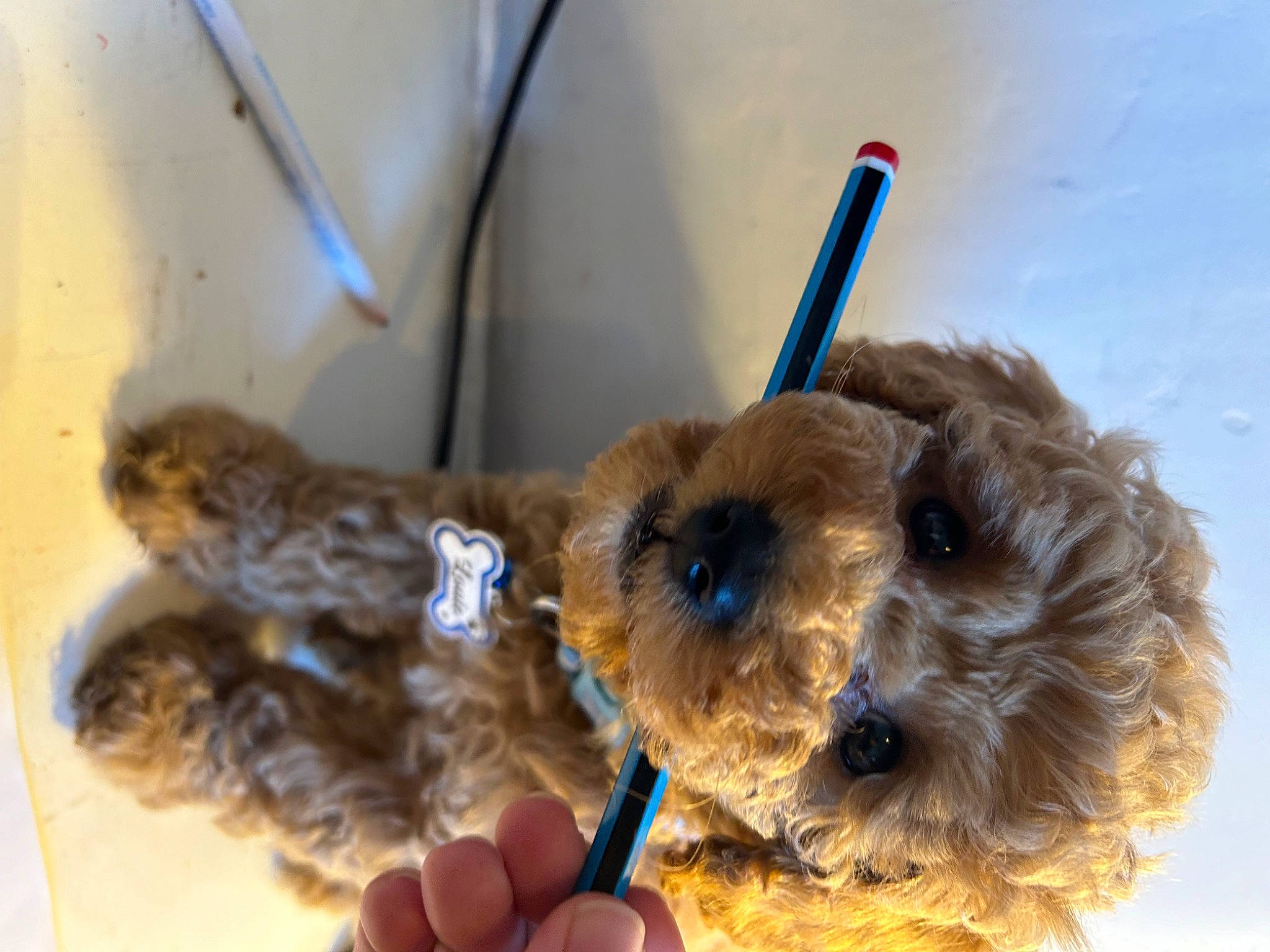 Louie joined the competition — help win amazing prizes! ball, canidae, carnivore, collar, companion_dog, dog, dog_breed, dog_supply, fawn, fur, pet_supply, small_terrier, snout, sporting_group, stuffed_toy, teddy_bear, terrier, toy, toy_dog, working_animal