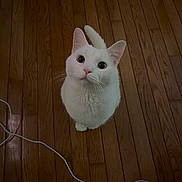 Steve joined the competition — help win amazing prizes! animal, cable, cat, cord, curious, cute, domestic_cat, ears, feline, flooring, fur, household, indoors, looking_up, pet, playful, tail, whiskers, white_cat, wooden_floor