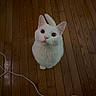 animal, cable, cat, cord, curious, cute, domestic_cat, ears, feline, flooring, fur, household, indoors, looking_up, pet, playful, tail, whiskers, white_cat, wooden_floor